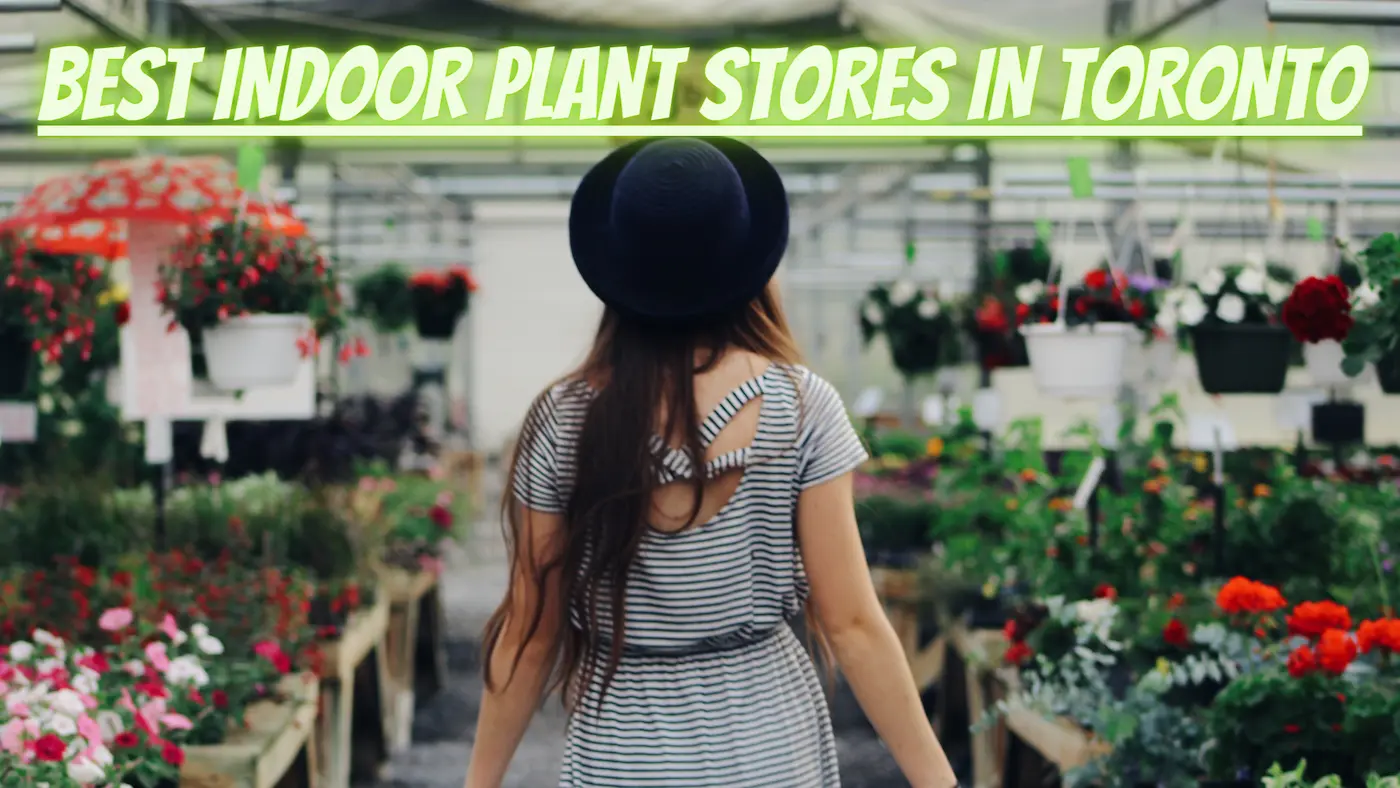 Best Indoor Plant Stores in Toronto